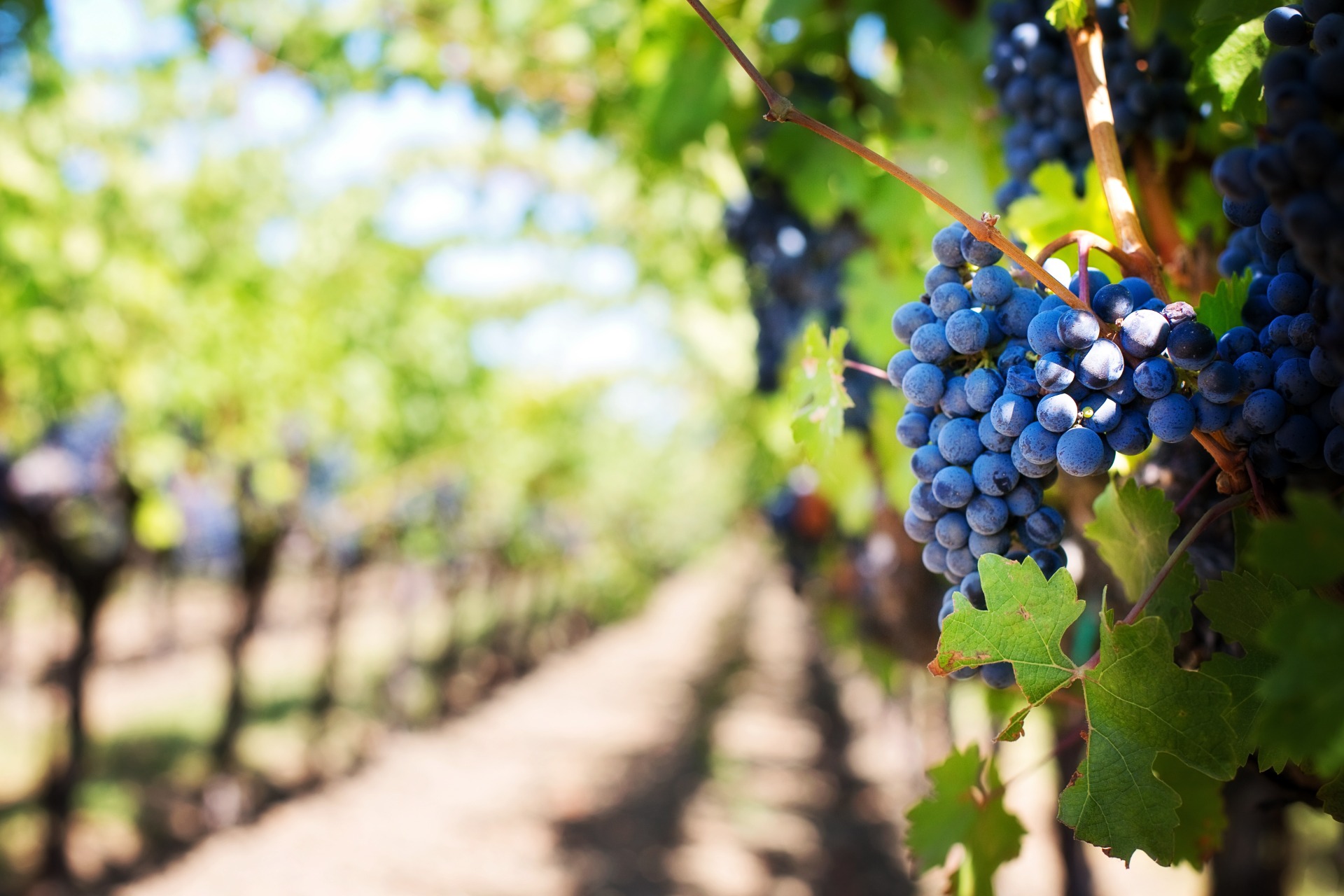 Nahaufnahme blauer Weintrauben am Rebstock, unscharfer Hintergrund mit grünen Blättern und Weinberg.